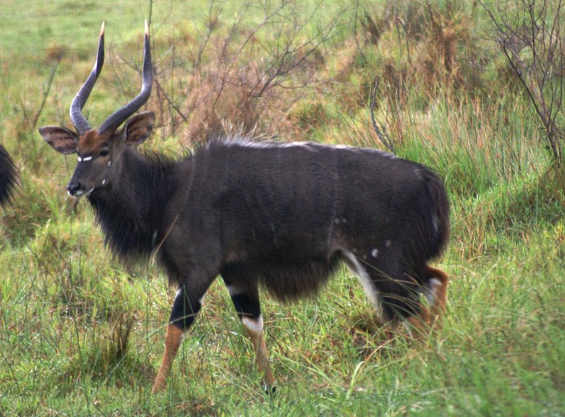 Pic (285).JPG - Nyala